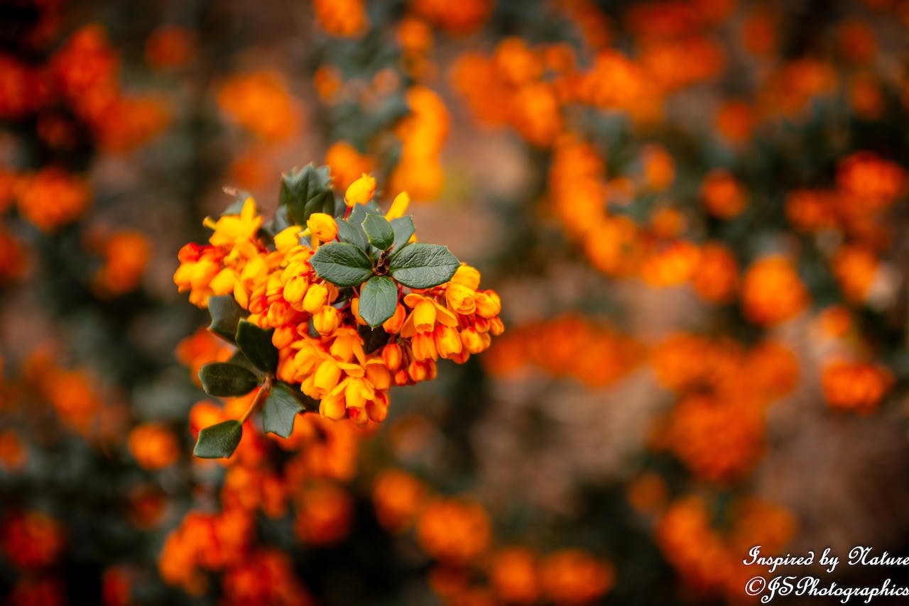 5 snelle en praktische tips voor macrofotografie