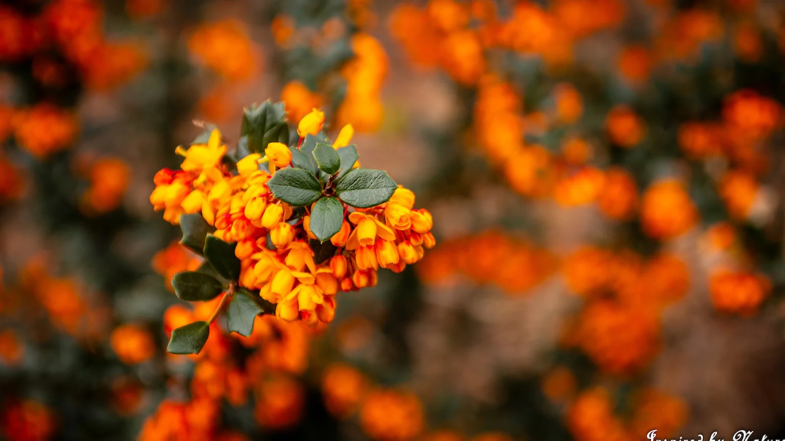 5 snelle en praktische tips voor macrofotografie