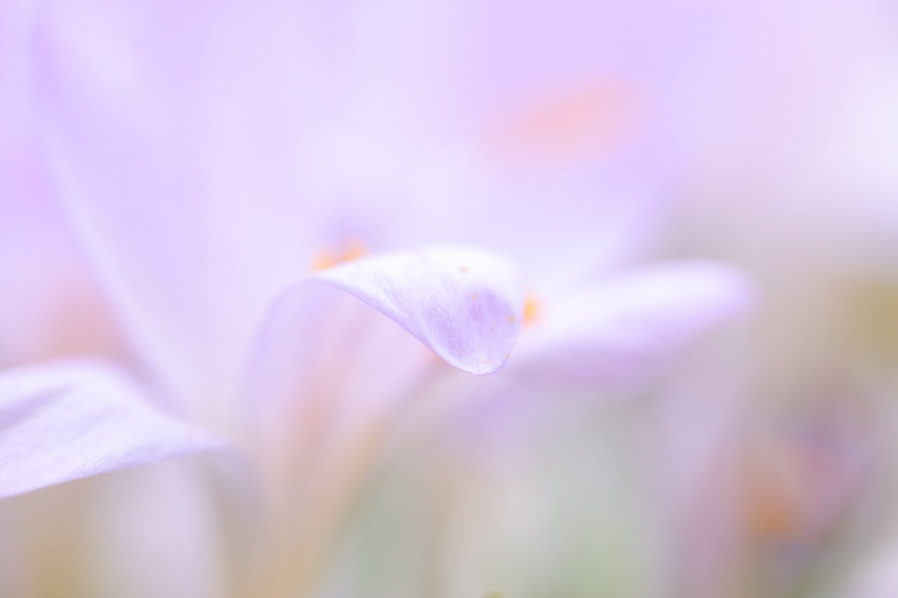 Zo werk je met minimale scherptediepte bij macrofotografie
