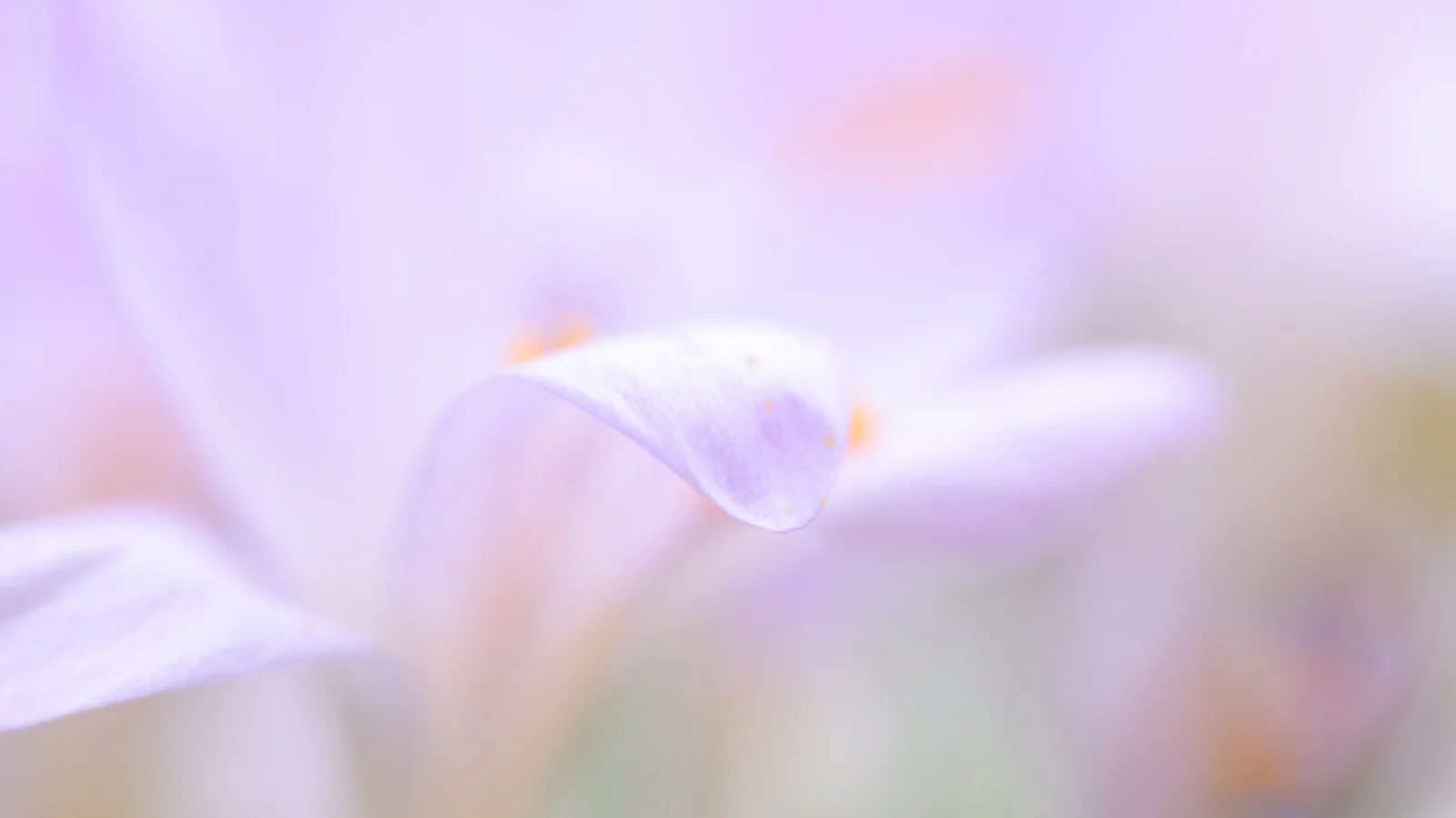 Zo werk je met minimale scherptediepte bij macrofotografie