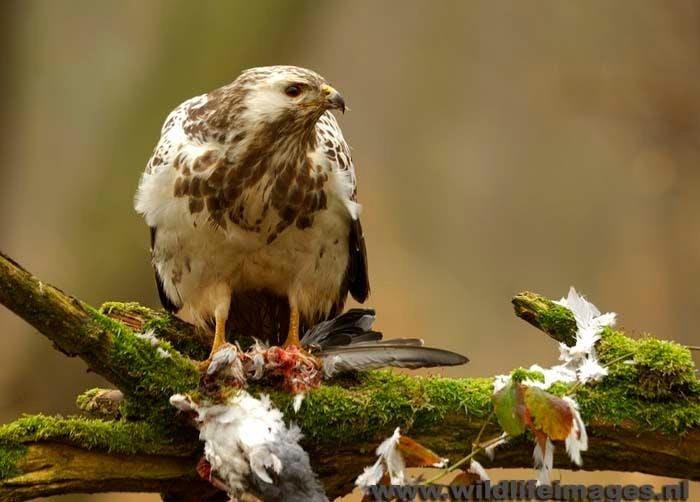 Marco de Paauw in Binnenstebuiten