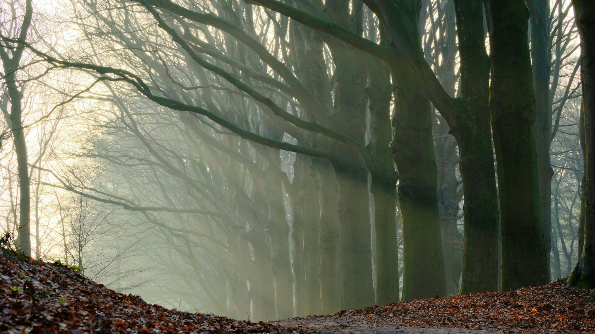 Bosfotografie - Tips voor sfeervolle bosfoto's