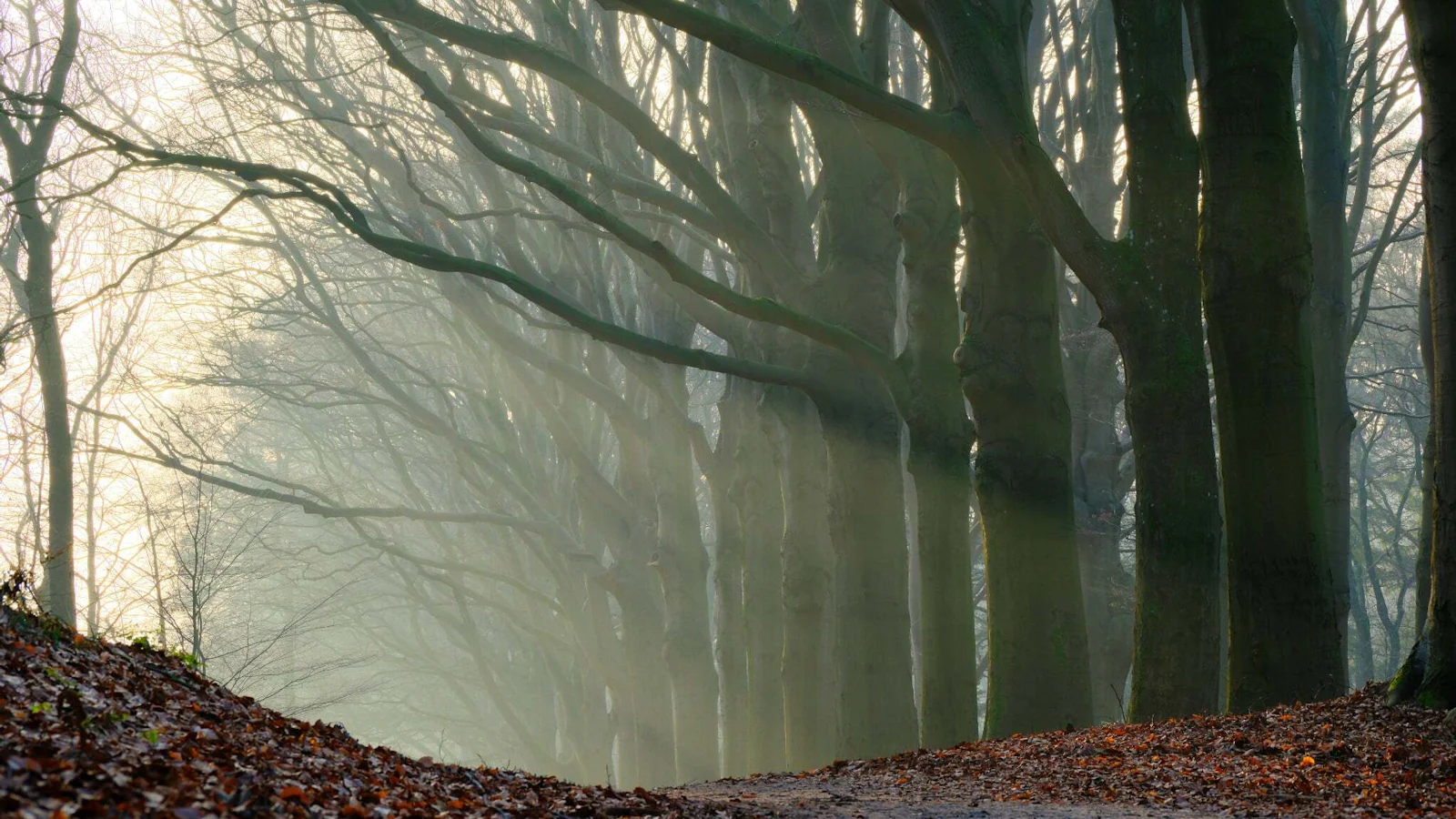 Bosfotografie - Tips voor sfeervolle bosfoto's
