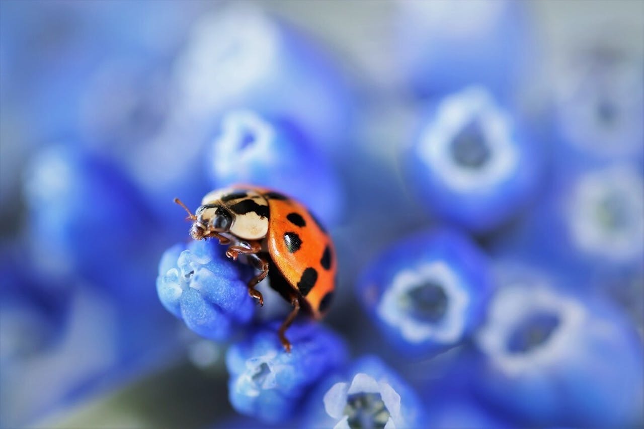 Insecten fotograferen in je eigen tuin