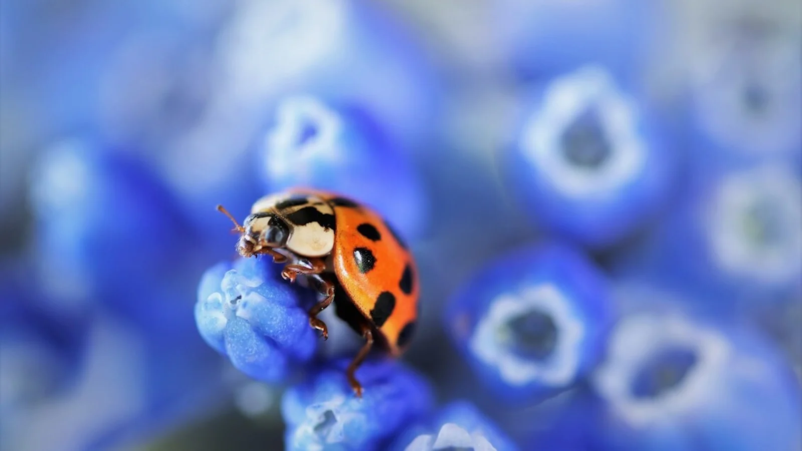 Insecten fotograferen in je eigen tuin