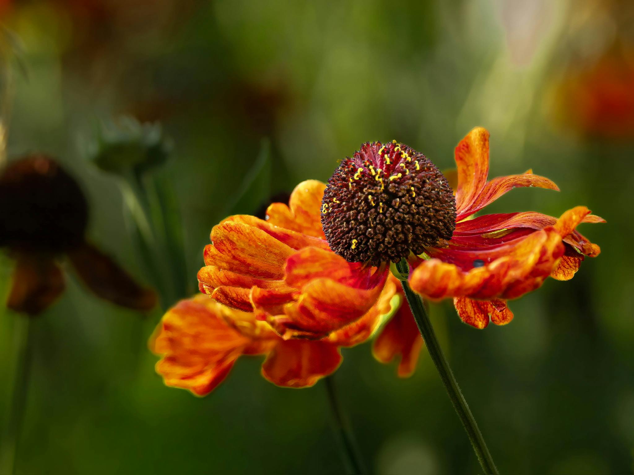 Inspiratie - Creatief met bloemen