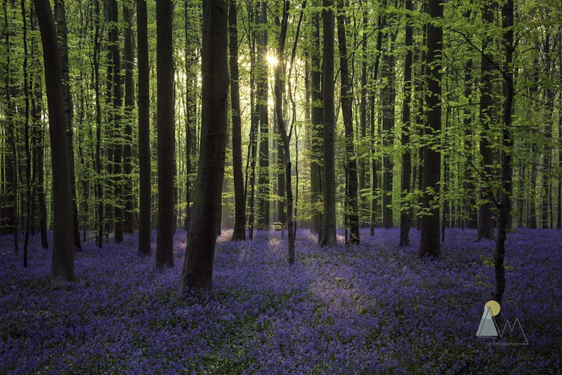 GEZOCHT: naar het Hallerbos met Zoom.nl