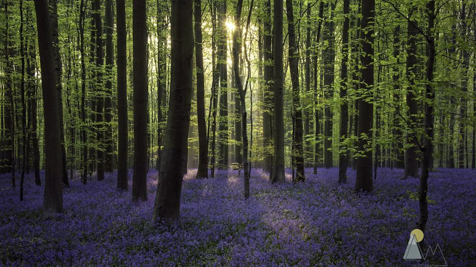 GEZOCHT: naar het Hallerbos met Zoom.nl