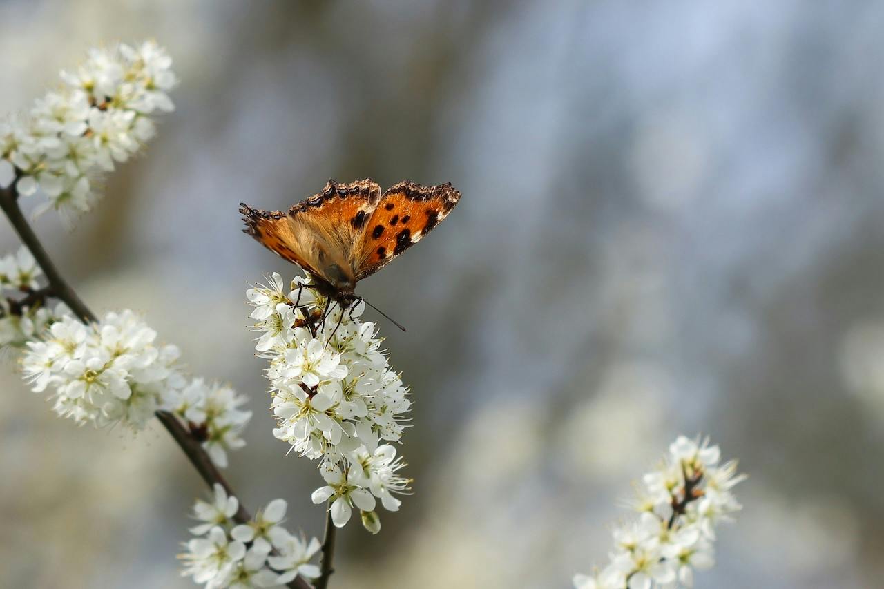 Tips - Fotogenieke vlinders fotograferen