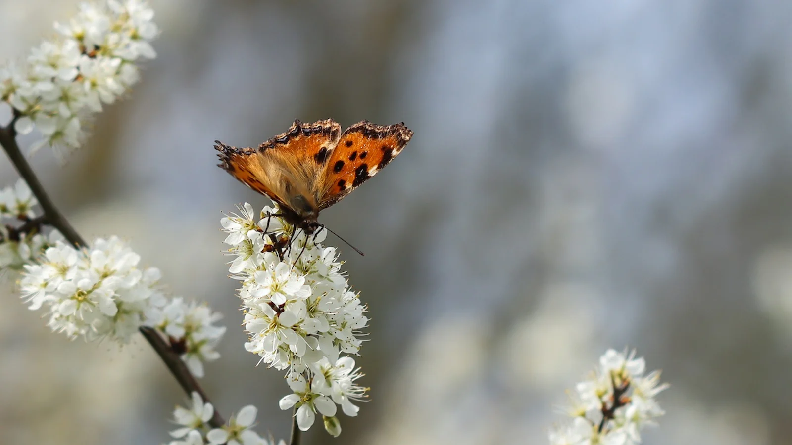 Tips - Fotogenieke vlinders fotograferen
