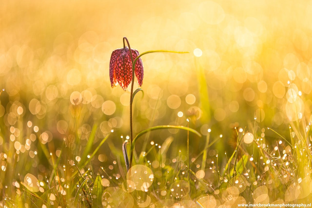 Tegenlicht gebruiken in de lente voor dromerige foto’s