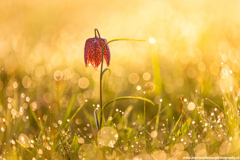 Tegenlicht gebruiken in de lente voor dromerige foto’s