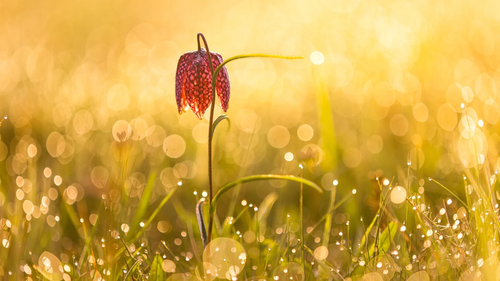 Tegenlicht gebruiken in de lente voor dromerige foto’s