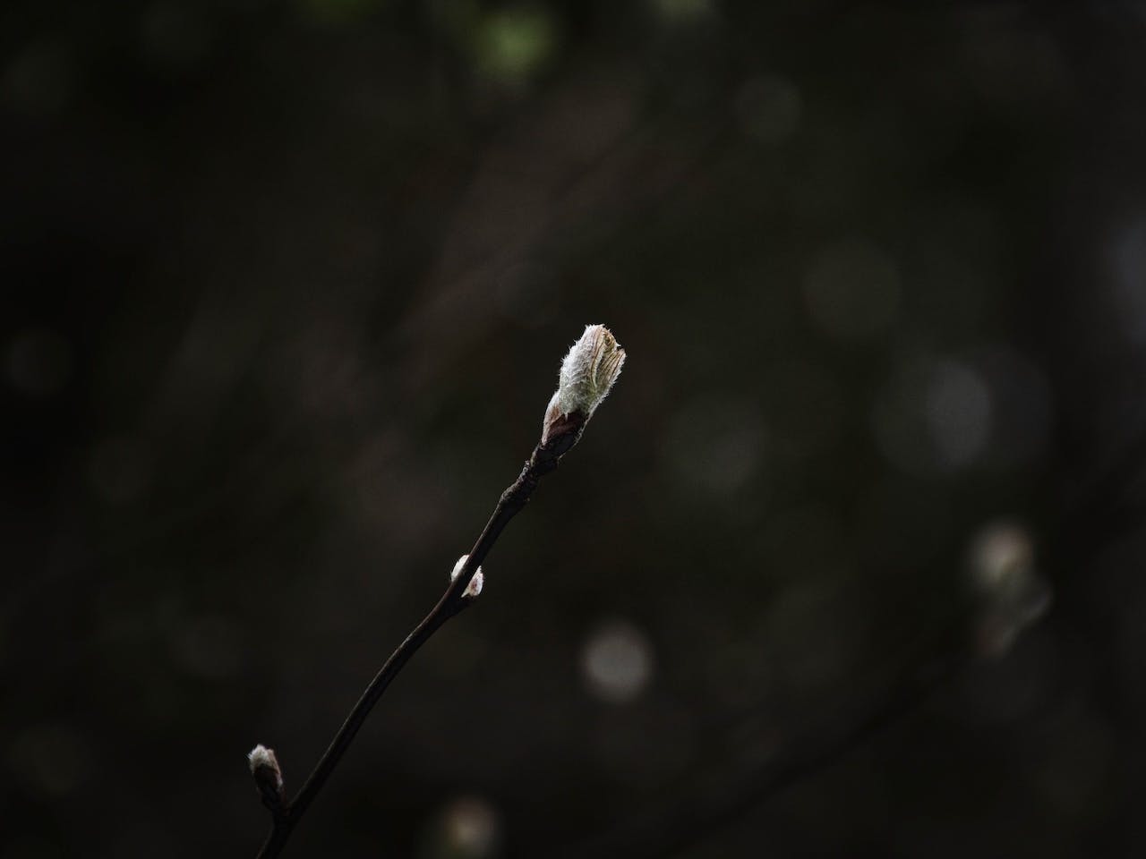 Van knop tot bloem: leer kijken naar groei en detail in de natuur
