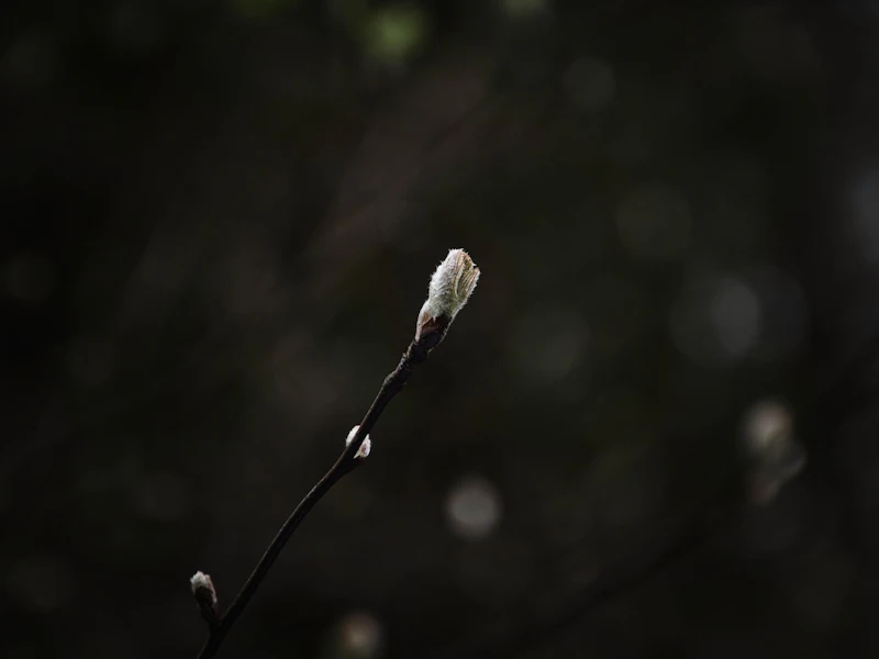 Van knop tot bloem: leer kijken naar groei en detail in de natuur