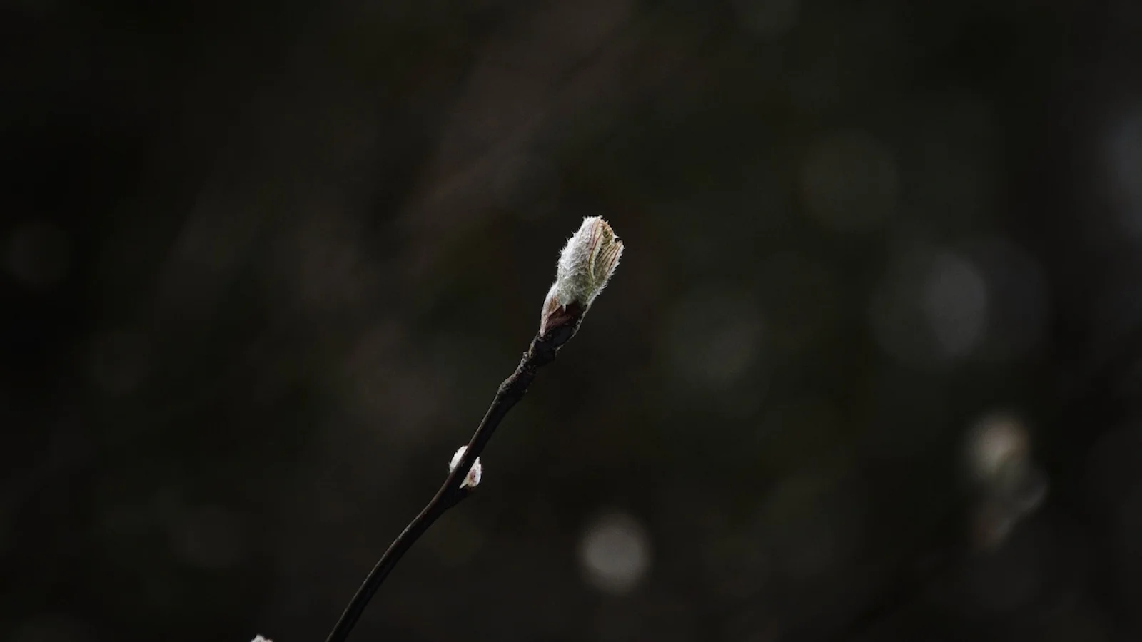 Van knop tot bloem: leer kijken naar groei en detail in de natuur