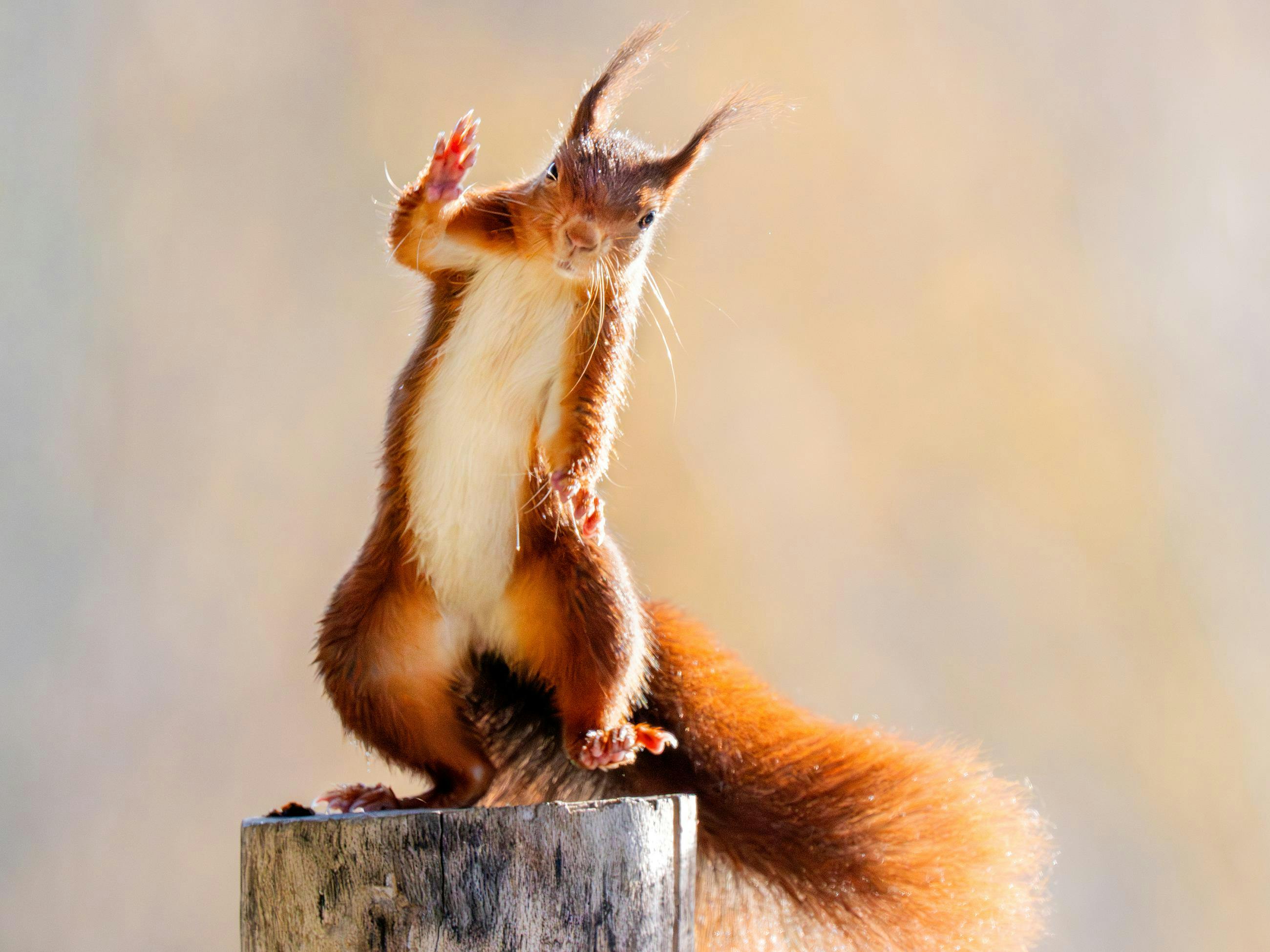 In aanloop naar de Sony World Photography Awards 2026