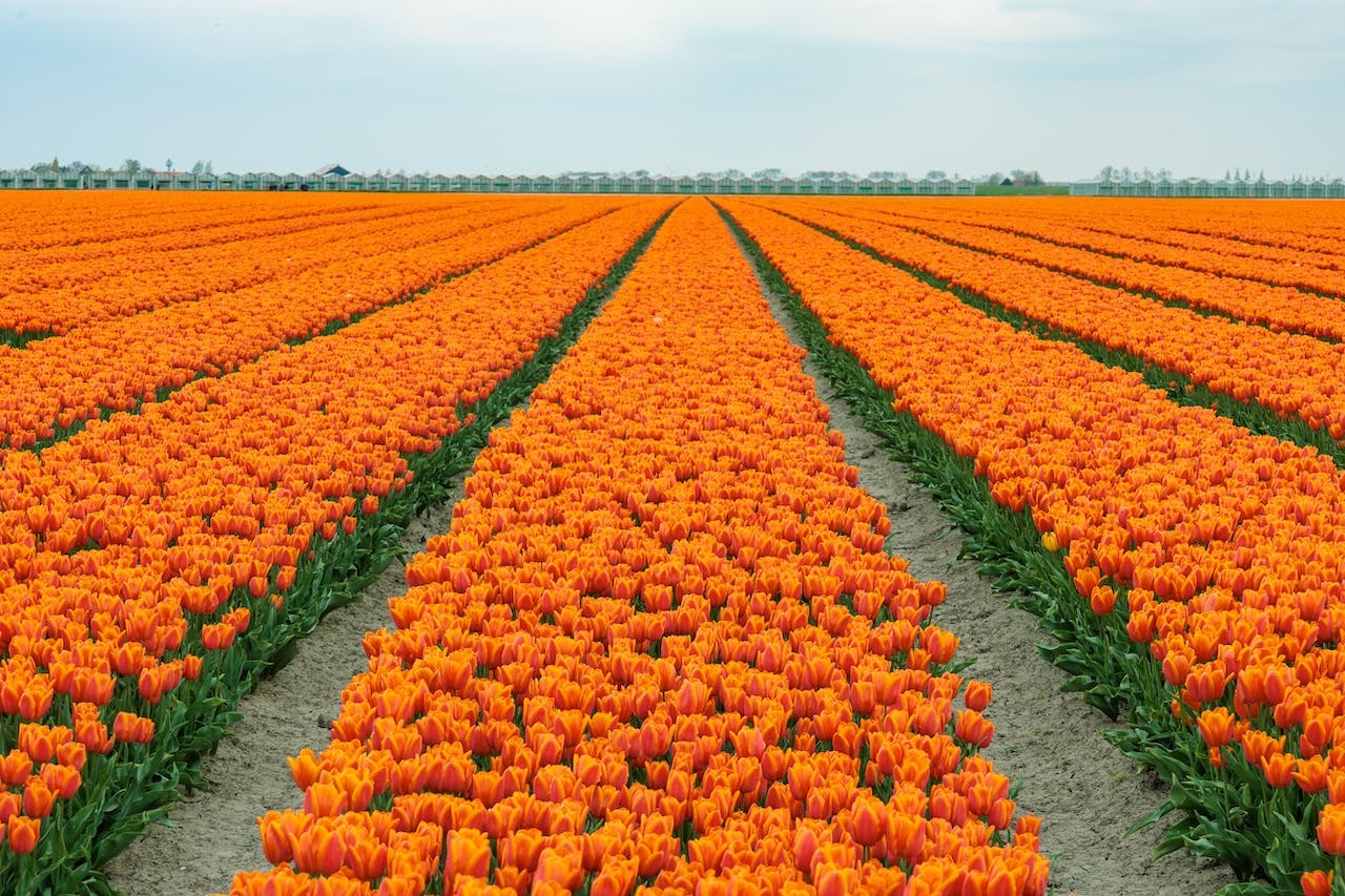 Maak een serie met thema Koningsdag
