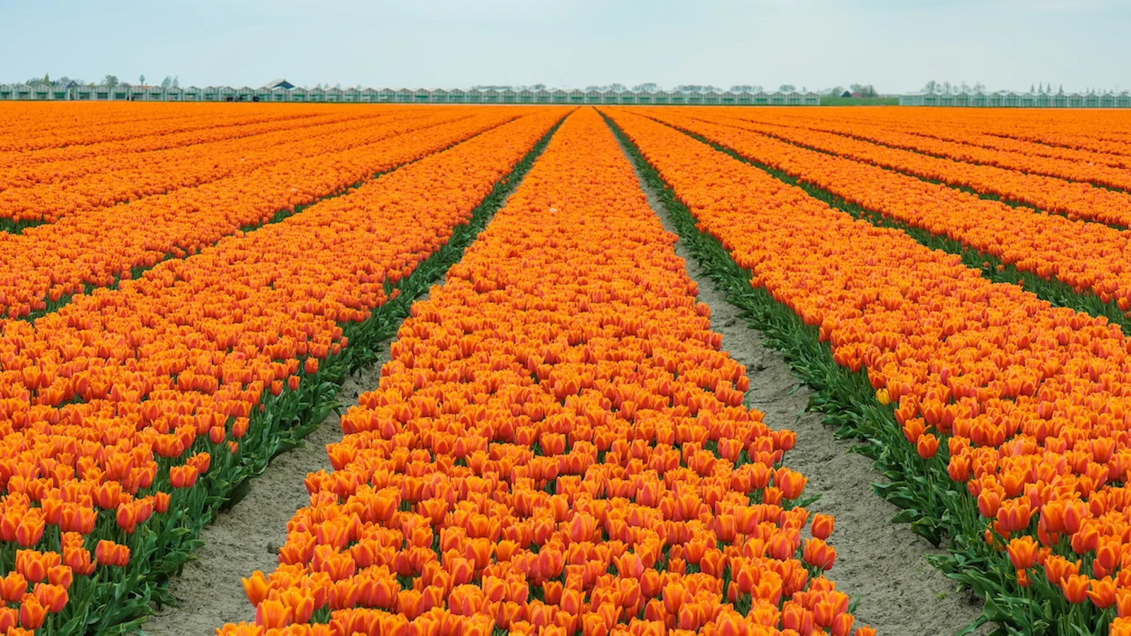 Maak een serie met thema Koningsdag