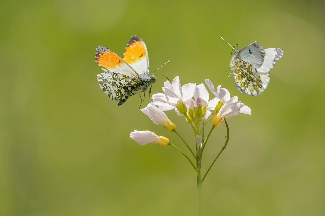 Macro in bloei: zo fotografeer je bloemen, insecten en details haarscherp