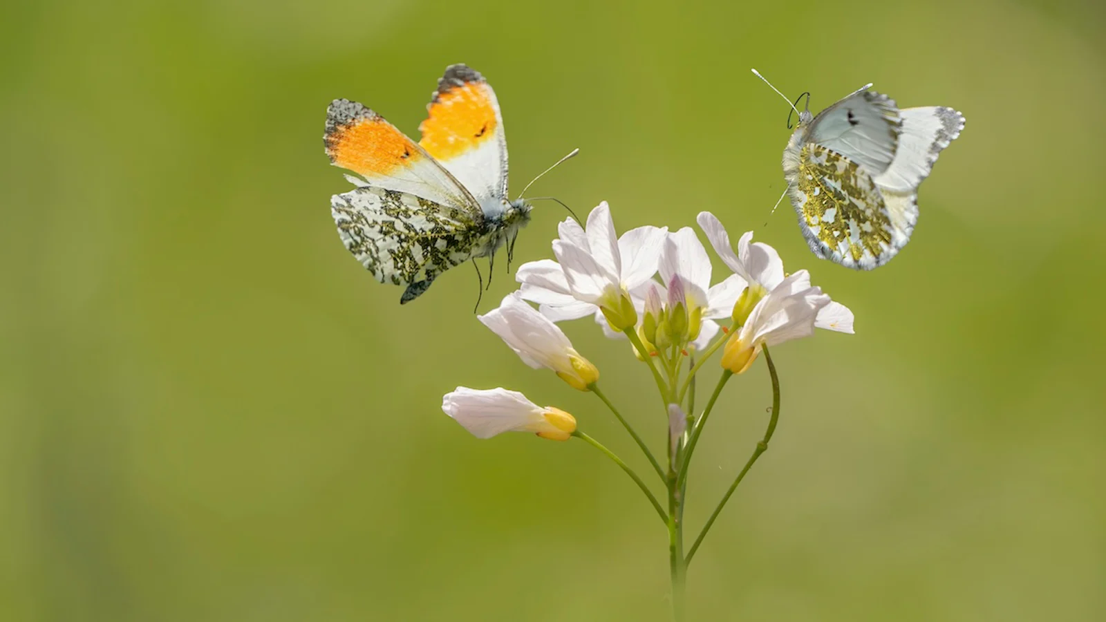 Macro in bloei: zo fotografeer je bloemen, insecten en details haarscherp