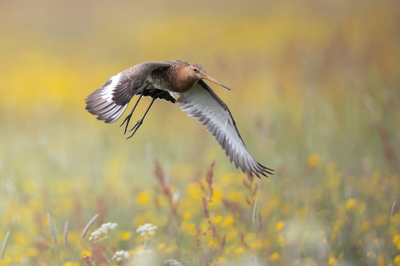 Inspiratie - Natuurfotografie in de maand mei