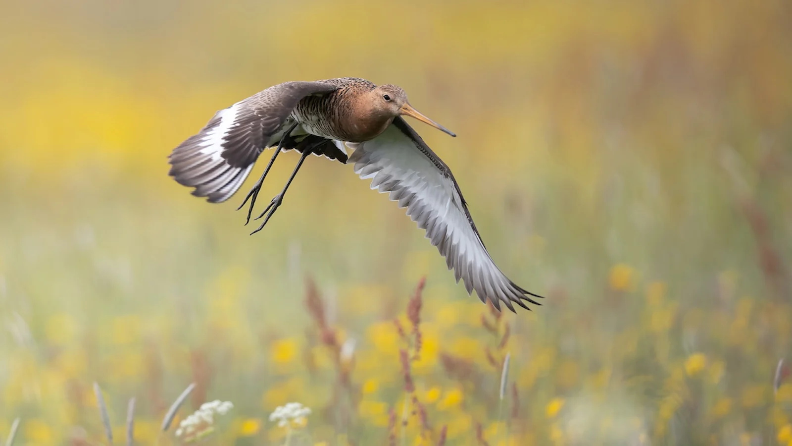 Inspiratie - Natuurfotografie in de maand mei