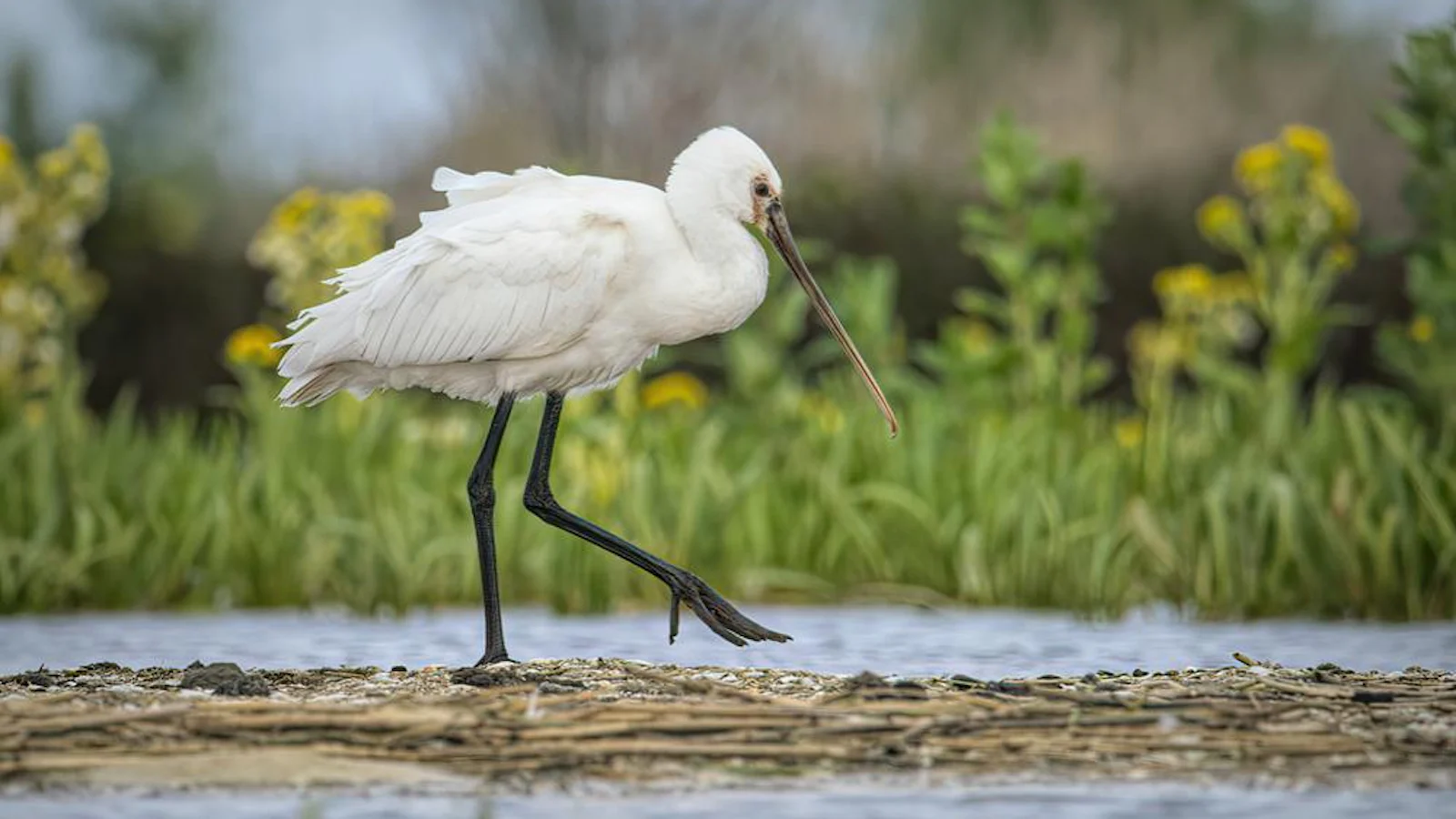 GEZOCHT: fotografeer de Marker Wadden met Zoom.nl