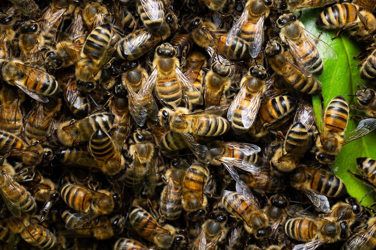 Wereld Bijendag: 5 tips voor het fotograferen van bijen