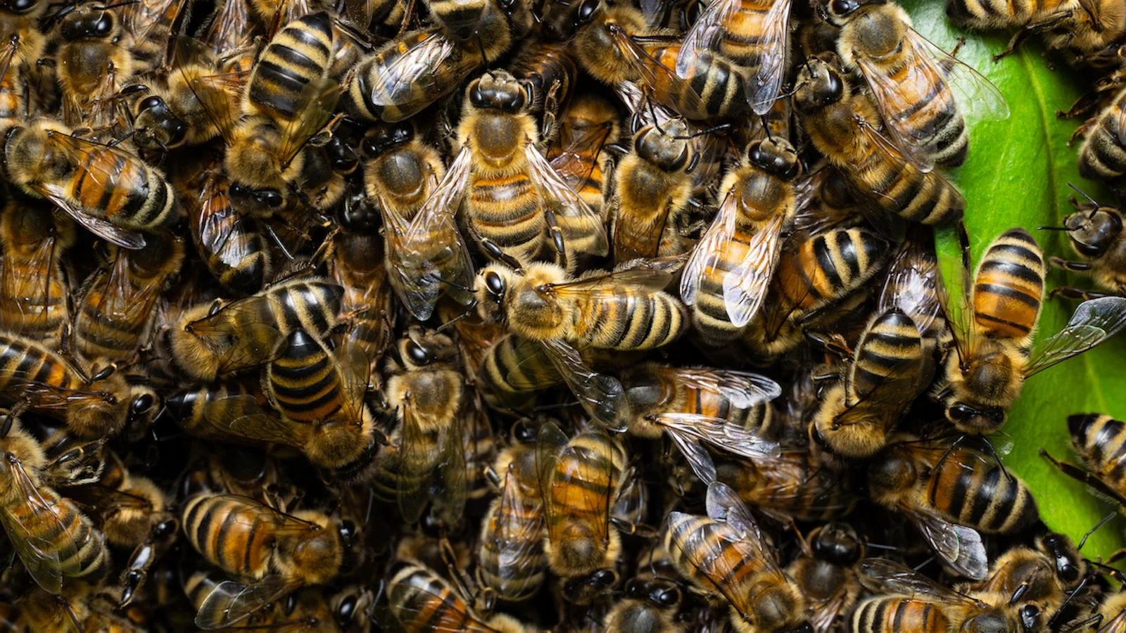 Wereld Bijendag: 5 tips voor het fotograferen van bijen
