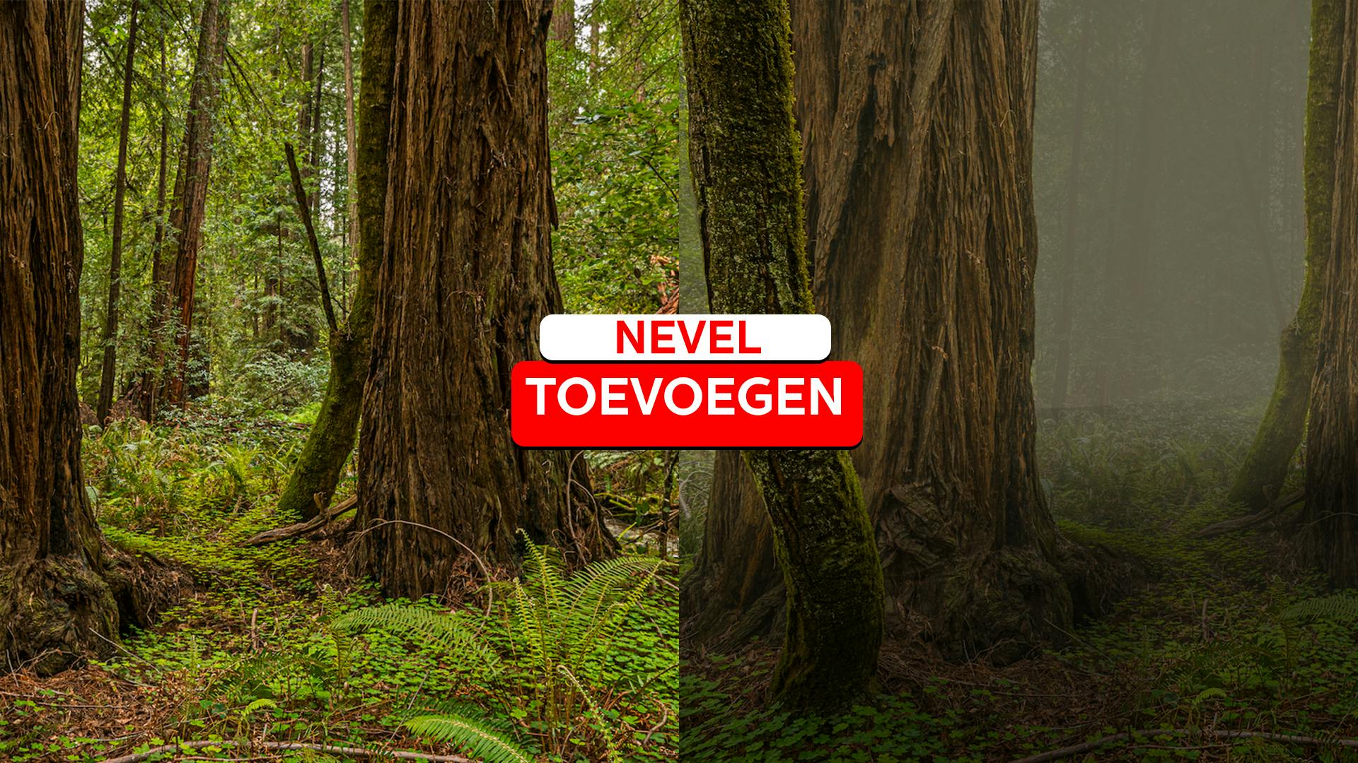Photoshop - Nevel toevoegen aan je bosfoto