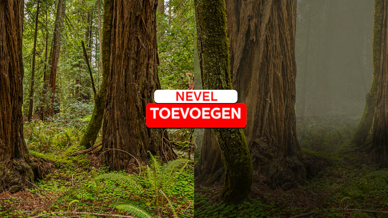 Photoshop - Nevel toevoegen aan je bosfoto