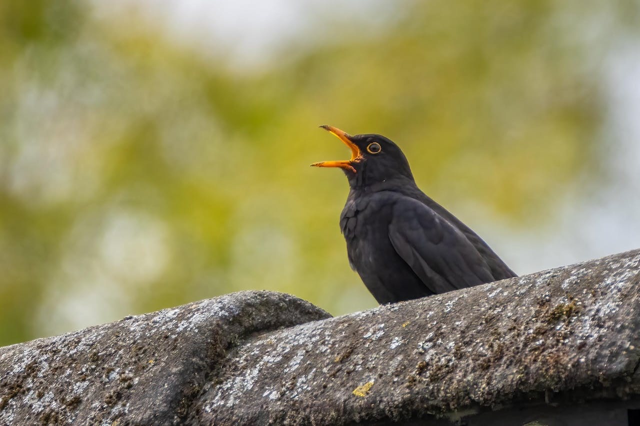 Lentevogels fotograferen in de tuin