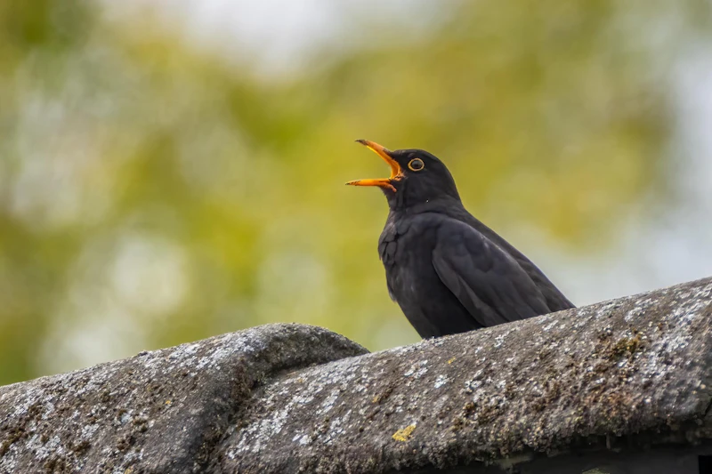 Lentevogels fotograferen in de tuin