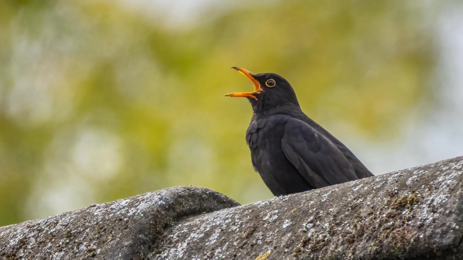 Lentevogels fotograferen in de tuin