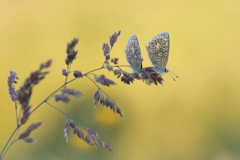 Vlinders fotograferen: de beste tips