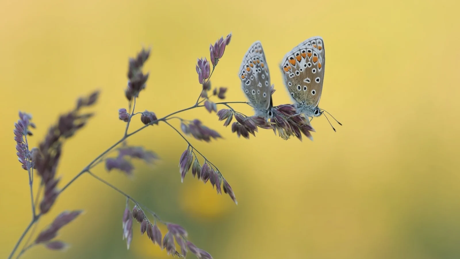 Vlinders fotograferen: de beste tips