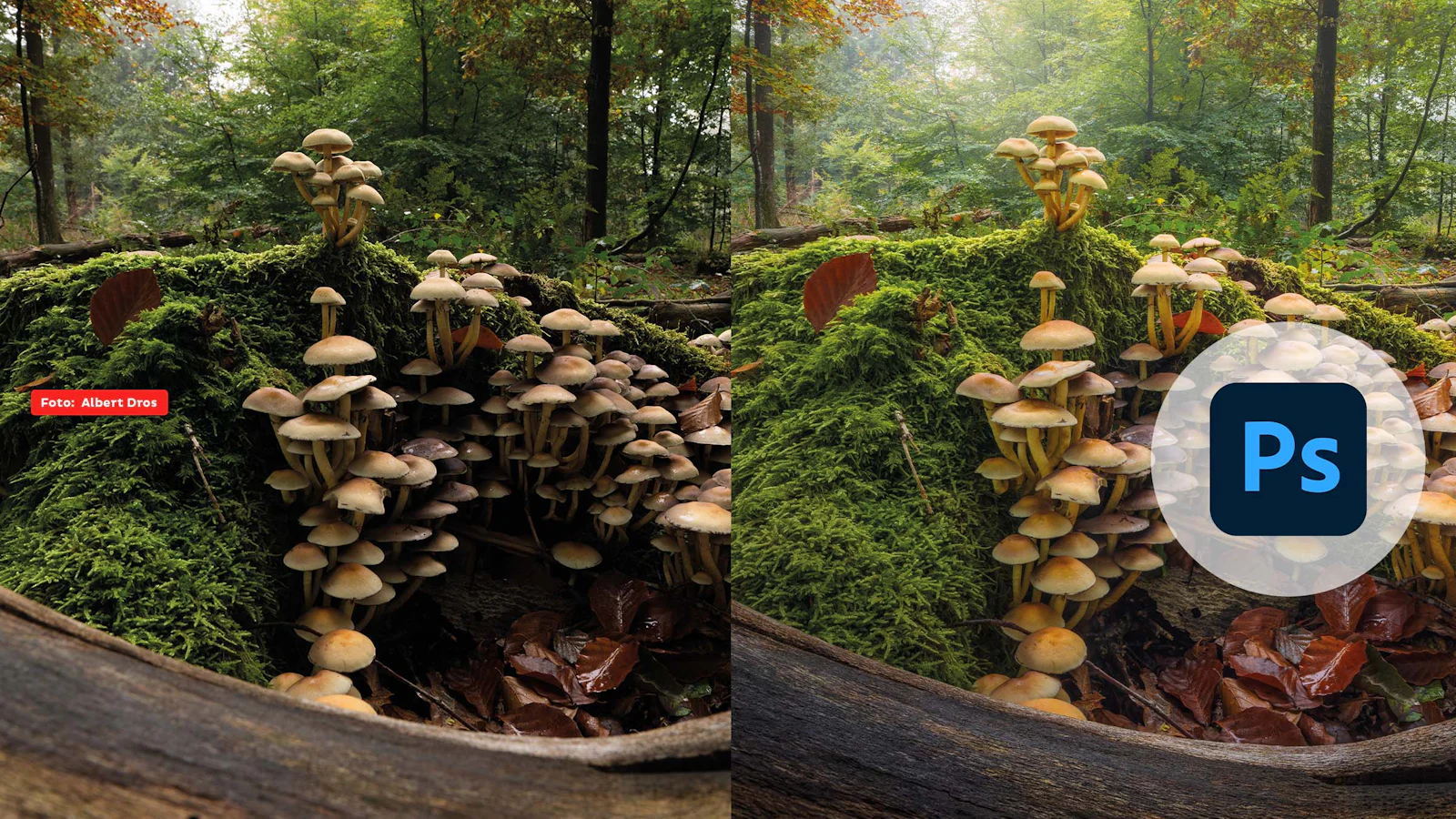 Fotowedstrijd - Bewerkte foto met Albert Dros