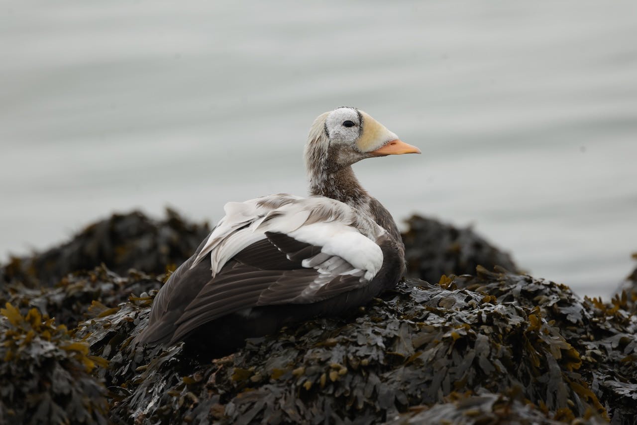 Zeldzame vogels fotograferen in Nederland