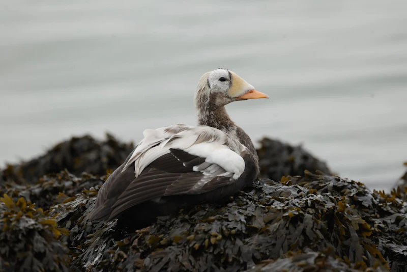 Zeldzame vogels fotograferen in Nederland