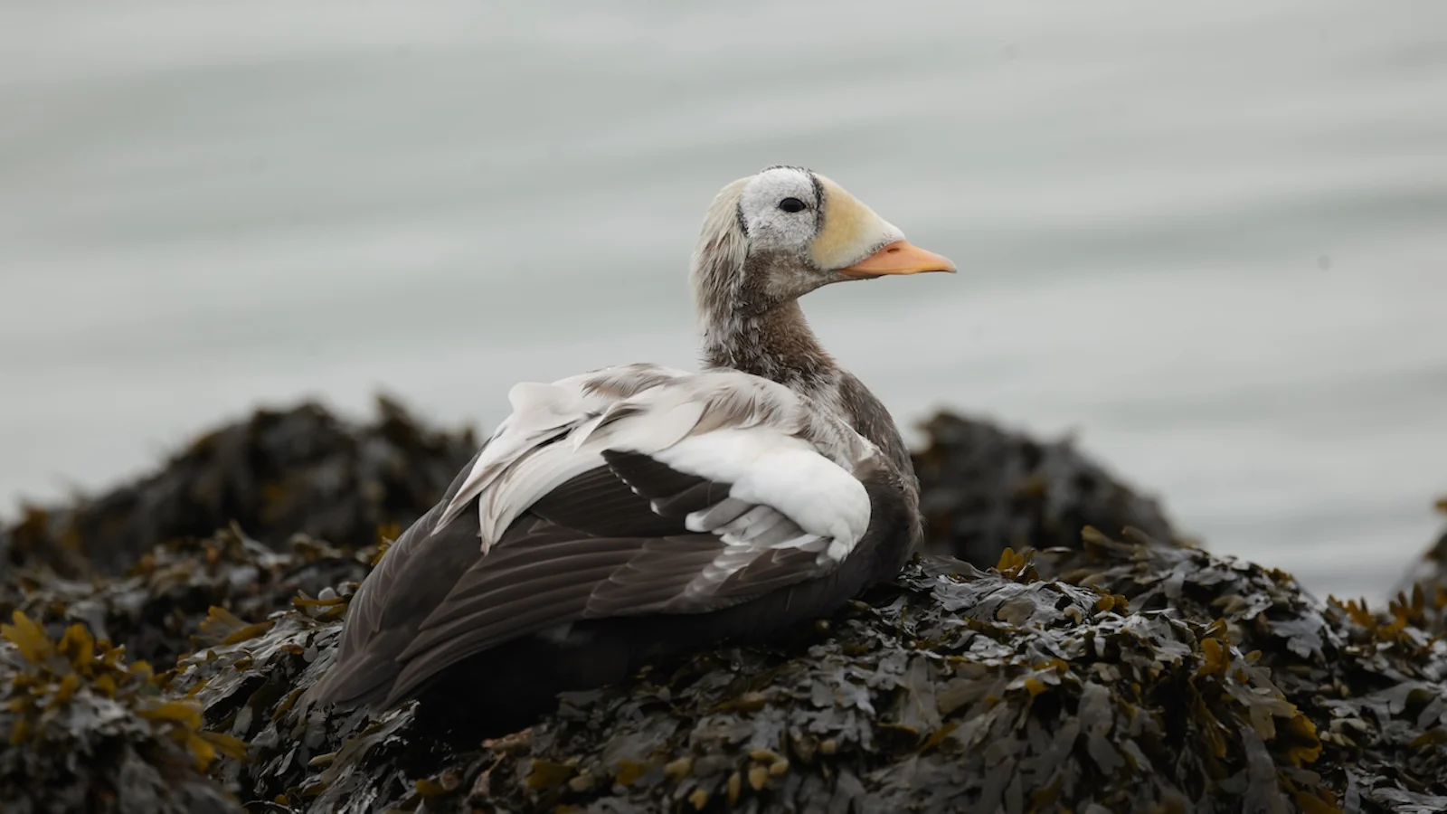 Zeldzame vogels fotograferen in Nederland