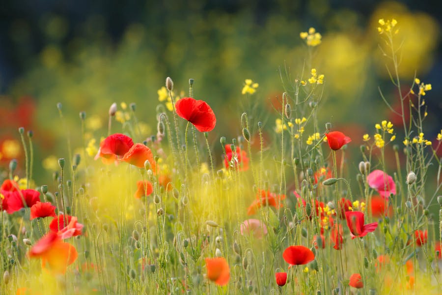 Breng de zomer in beeld - Deel 1