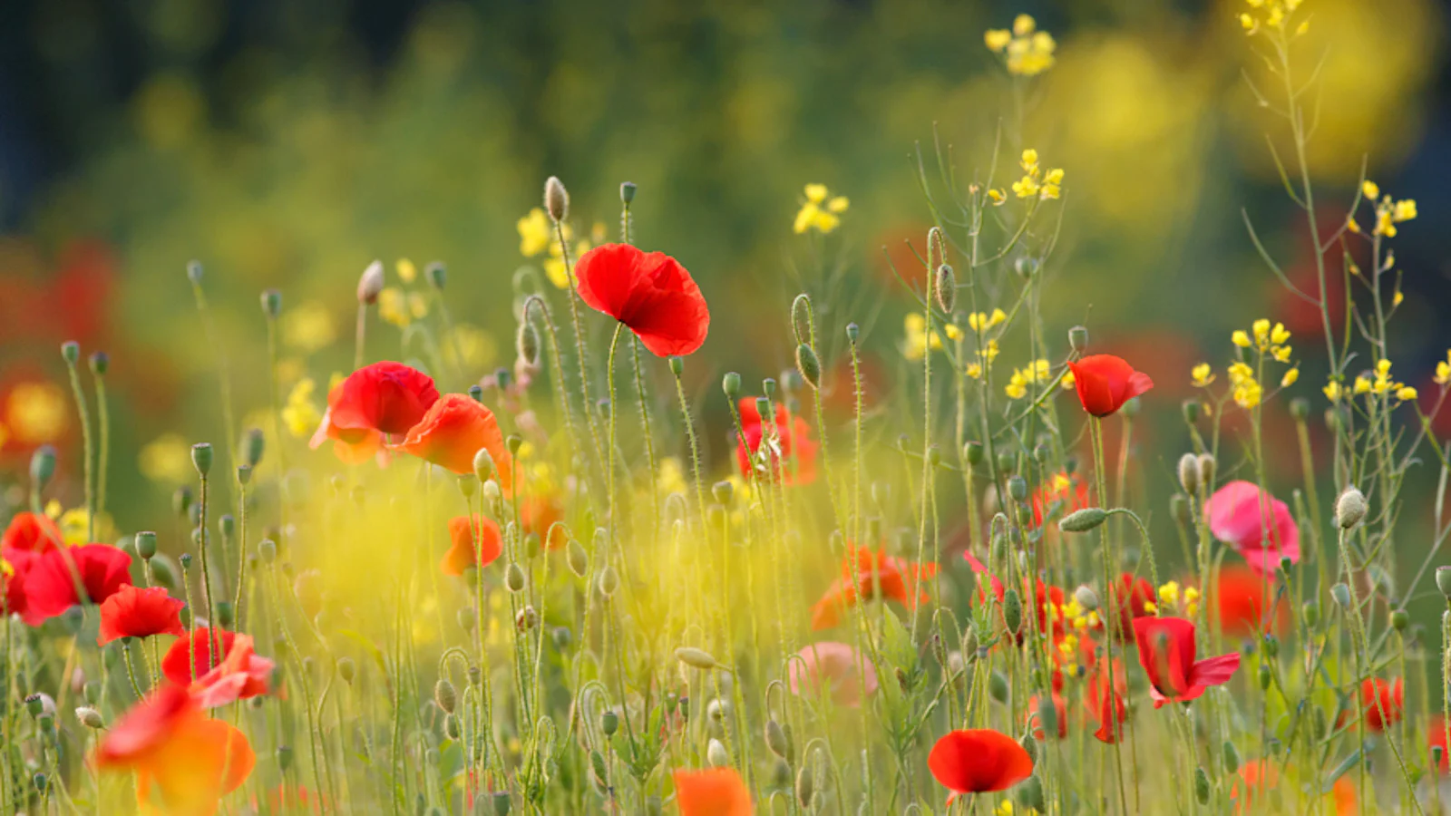 Breng de zomer in beeld - Deel 1