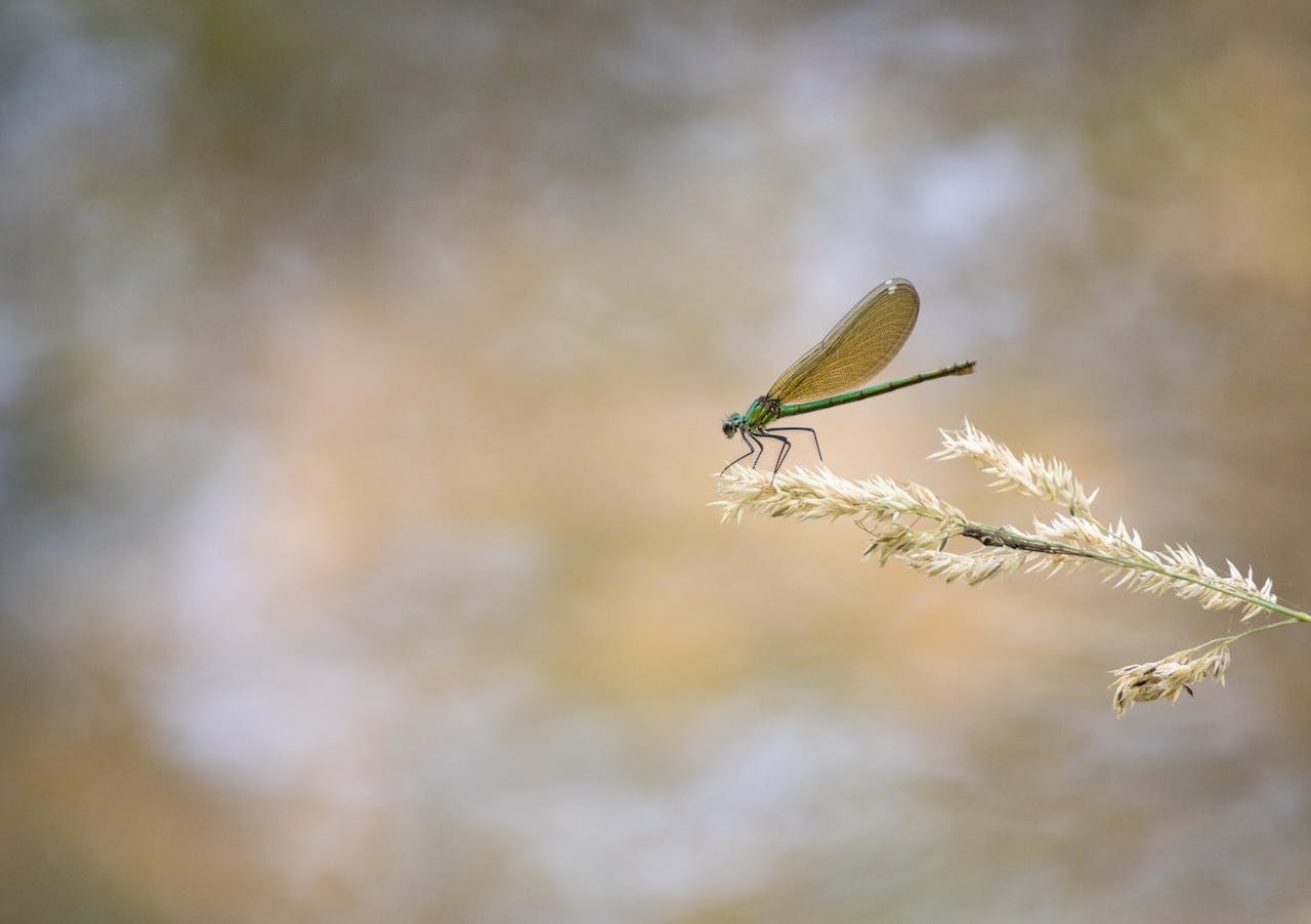 Tips - Libellen fotograferen in de zomer