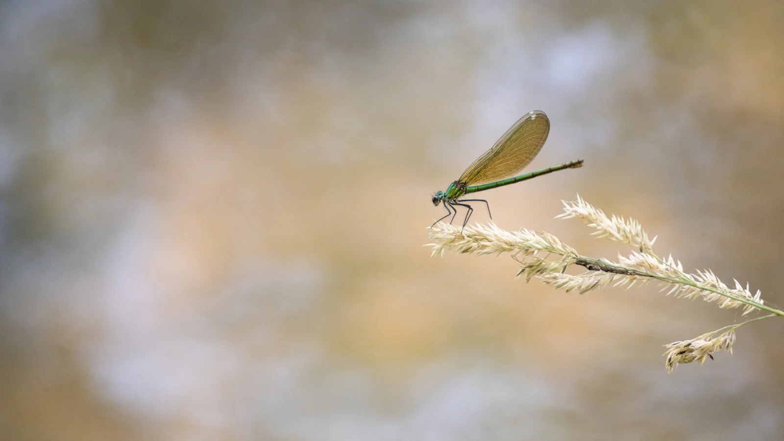 Tips - Libellen fotograferen in de zomer