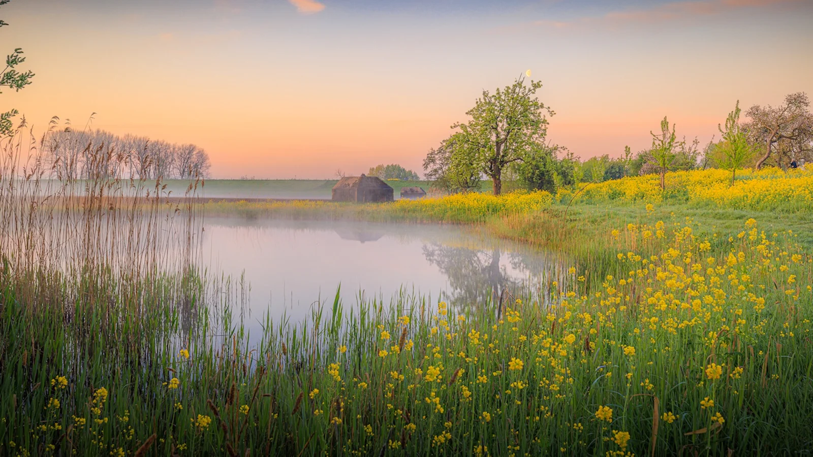 Bloemen en weidevelden fotograferen