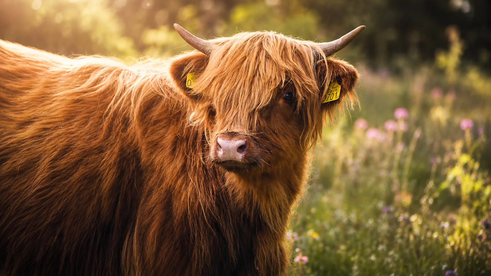 Hier vind je Nederlandse wildlife