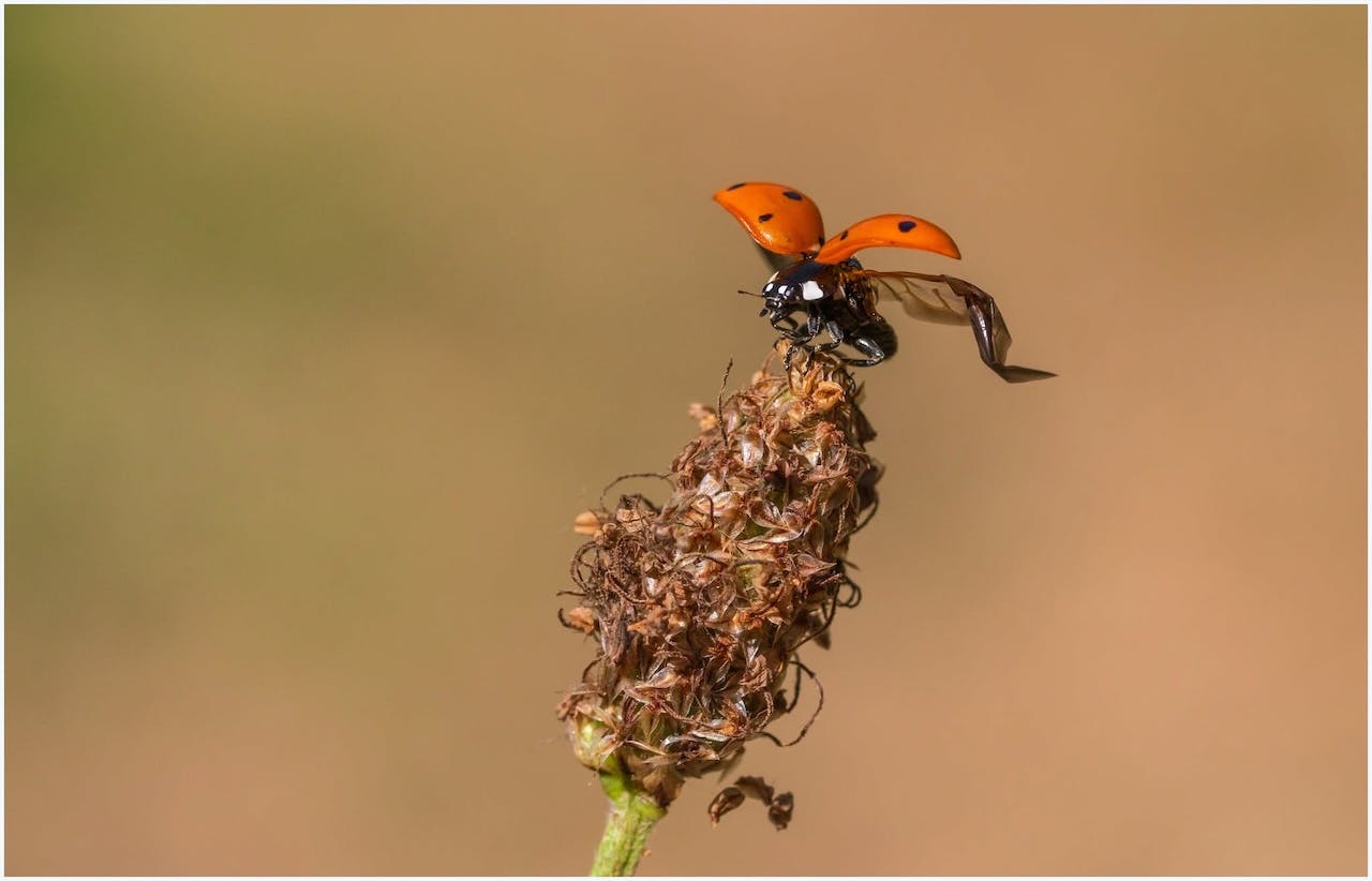 Tips voor de macrofoto's dichtbij huis