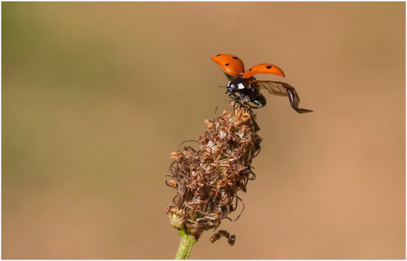 Tips voor de macrofoto's dichtbij huis