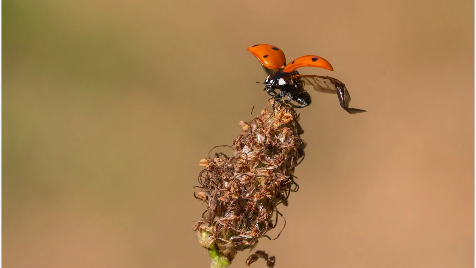 Tips voor de macrofoto's dichtbij huis
